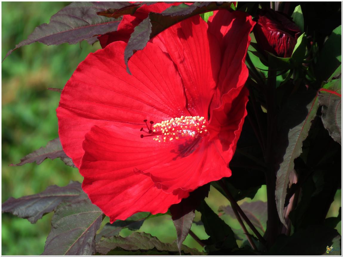 ENCORE ...Hibiscus géant rouge