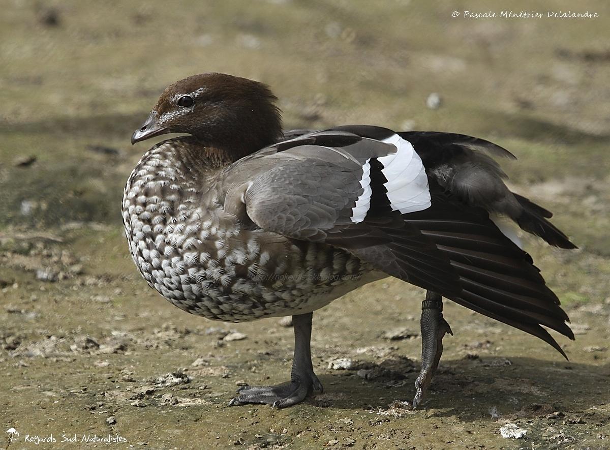 Canard à crinière