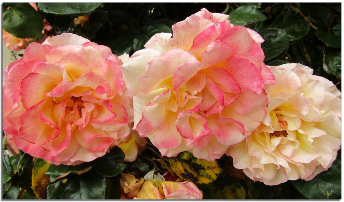 2024  LES ROSES DU JARDIN 