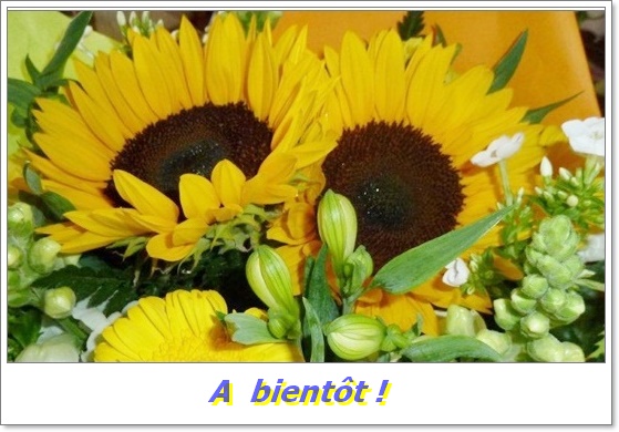 Beauté du "tournesol" ... 