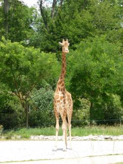 Un dimanche au milieu des roses  ... 