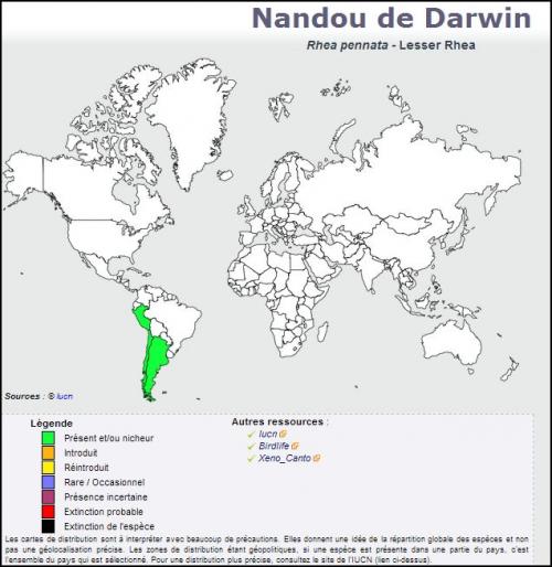 Nandou de Darwin - Rhea pennata - Lesser Rhea