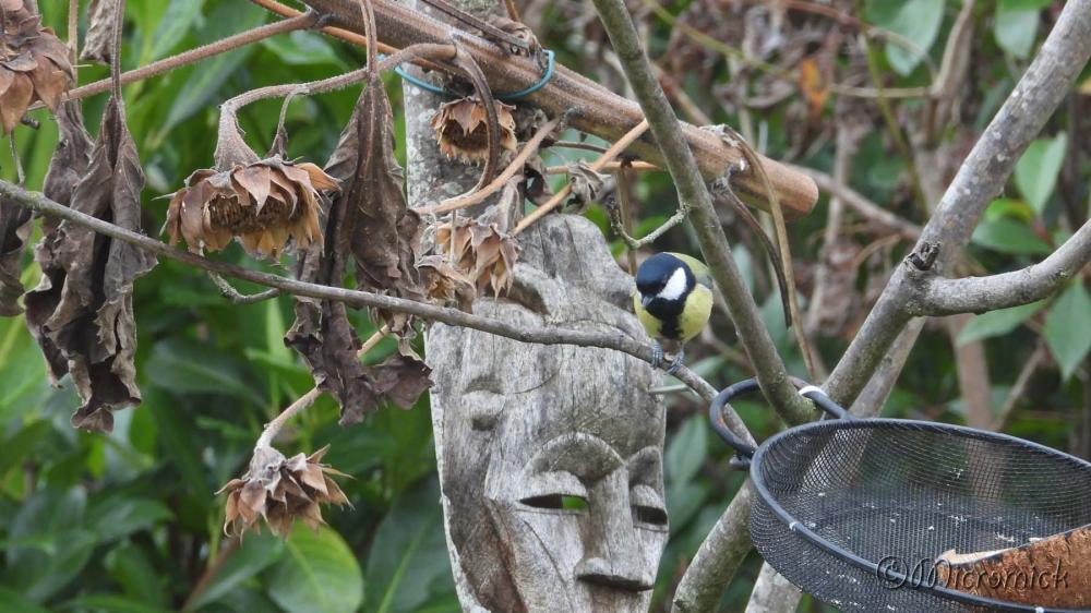 Nikon Coolpix P1000 (suite) Quelques photos