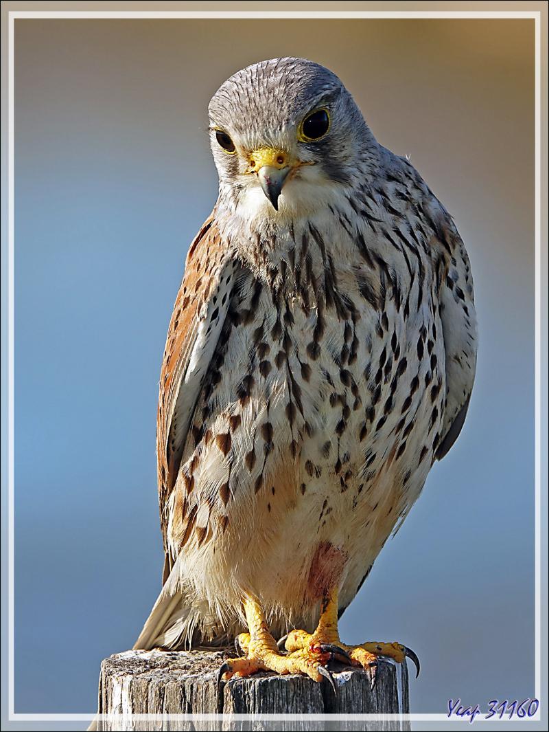 Faucon crécerelle, Common kestrel (Falco tinnunculus) - Les Portes-en-Ré - Île de Ré - 17