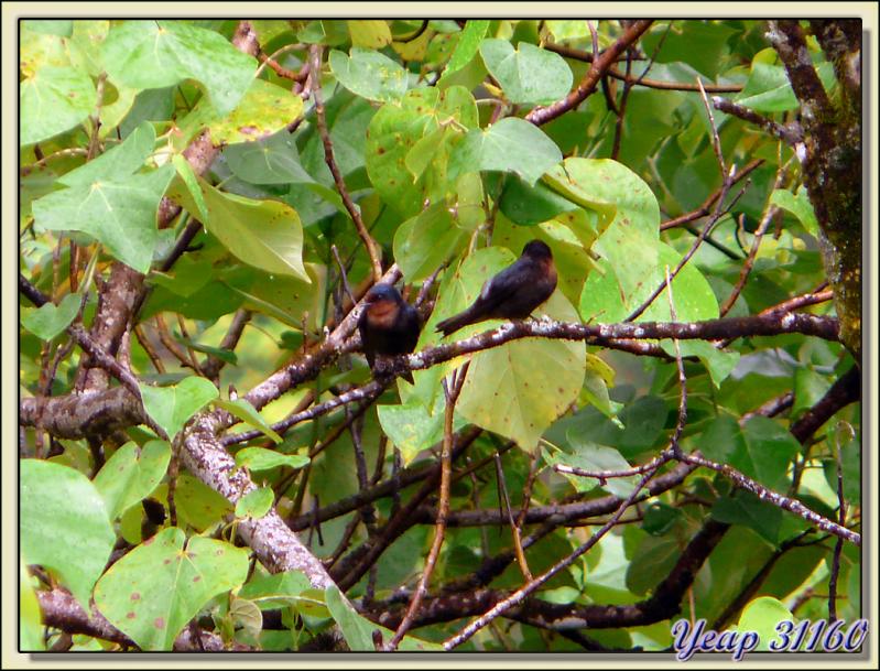 Hirondelle de Tahiti (Hirundo tahitica) - Vallée de Papenoo - Tahiti - Polynésie française