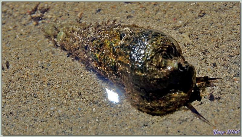 14/12/2021(suite) : seconde journée à Silhouette Island passée entre promenade dans le village et les jardins du grand complexe hôtelier voisin et baignades - Seychelles