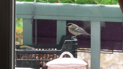 oiseaux