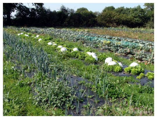  Arthon en Retz Adresse Légumes
