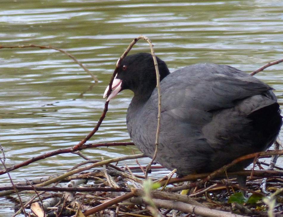 La vie mouvementée de maman Foulque (suite)