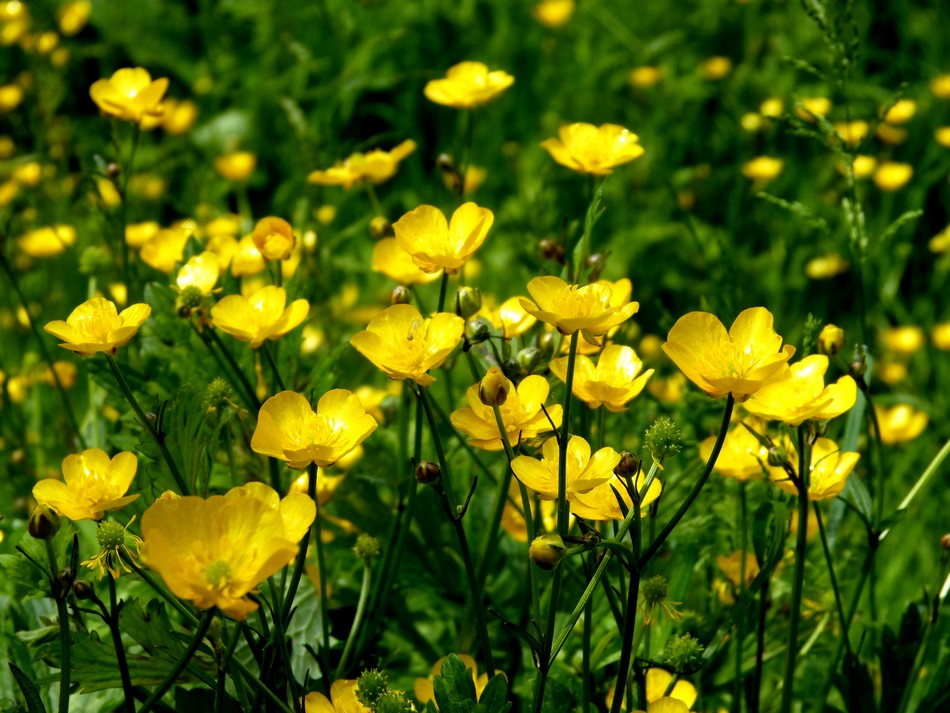 Fleurs devenues immortelles.