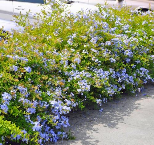 Fleurs cultivées : Plumbago