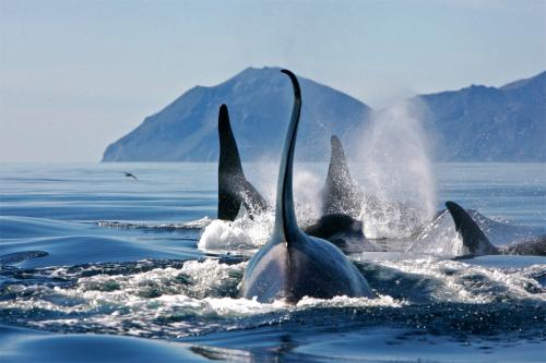 Confinés comme des animaux en captivité