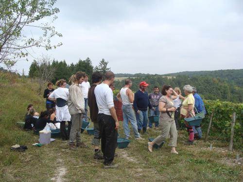 Les vendanges chez Sylvain Bouhélier...