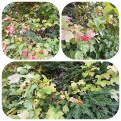 La balade du 15 octobre à Bretteville-sur-Odon