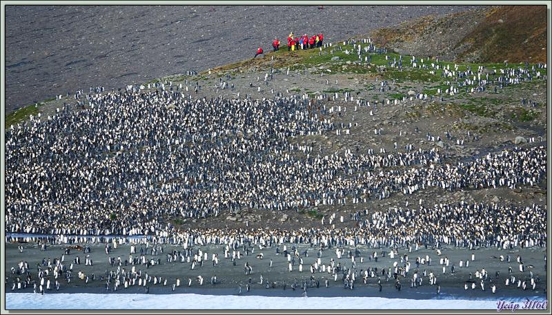 10 mars 2019 : ancrage du Lyrial à Saint Andrews Bay - Géorgie du Sud