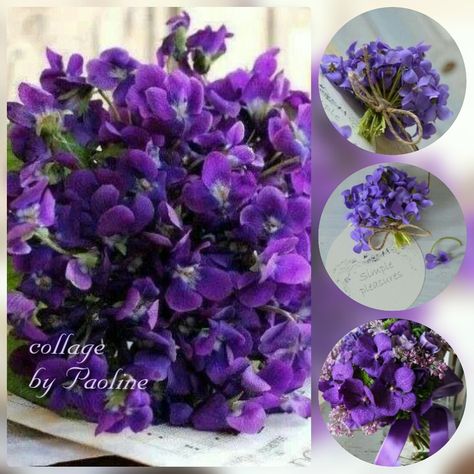 Collages violets
