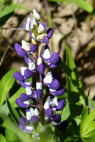du violine au bleu :