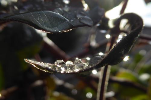 Il pleut sur le jardin d'ANNE
