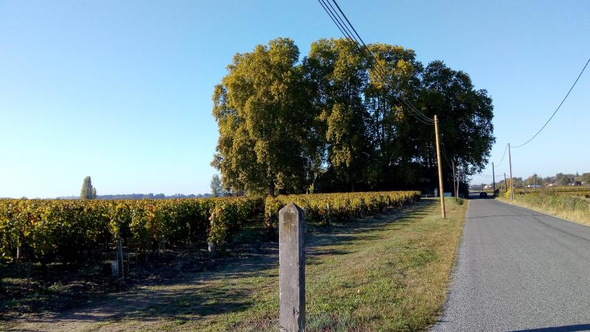 balade dans le Sauternais,ces chateaux,ces vignobles,,