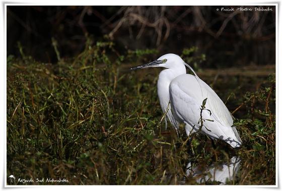 Aigrette garzette