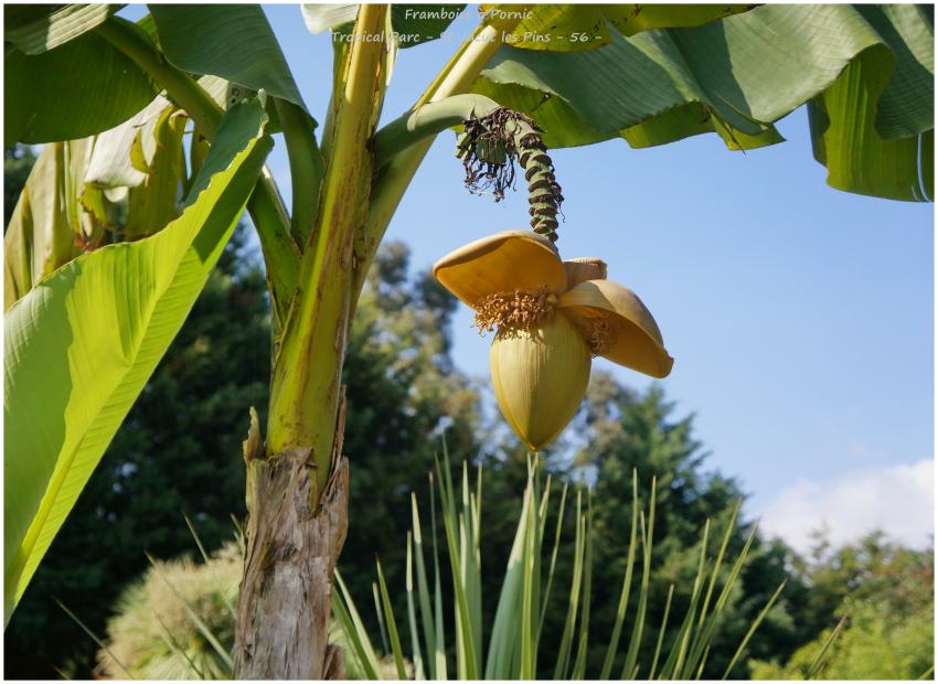 Tropical Parc St Jacut les Pins - 56 -