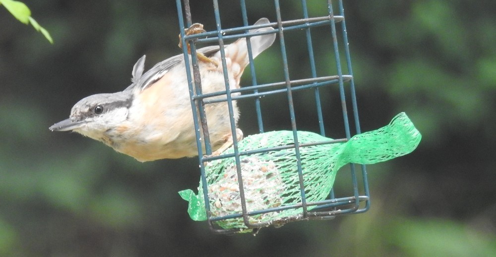 Les oiseaux de mon jardin : la sitelle torchepot...