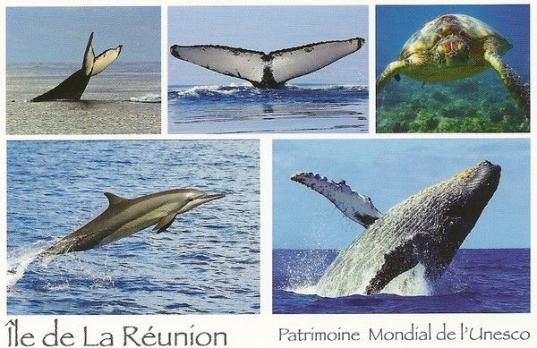 ღ꧁ღ╭⊱ꕥ LA GUYANNE ꕥ⊱╮ღ꧂ღ