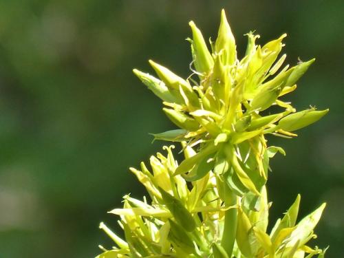 Fleurs du Champsaur