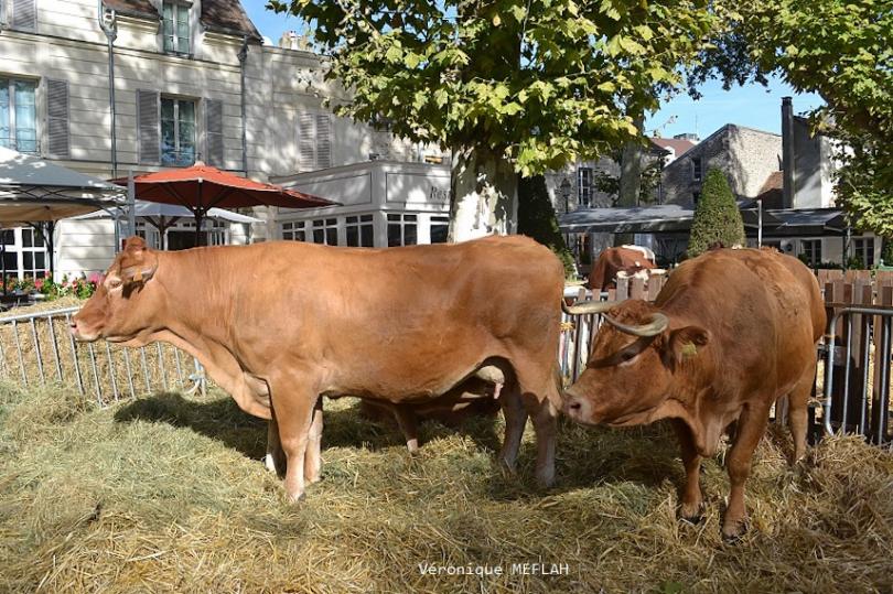 Rambouillet : La Saint Lubin - les 15èmes Comices agricoles : Les éleveurs à l'honneur