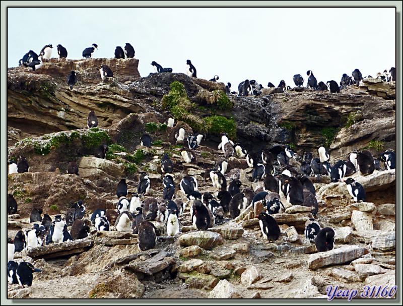 La falaise aux Gorfous sauteurs (Eudyptes chrysocome) + animation gif - Saunders Island - Falkland Islands, Iles Malouines, Islas Malvinas