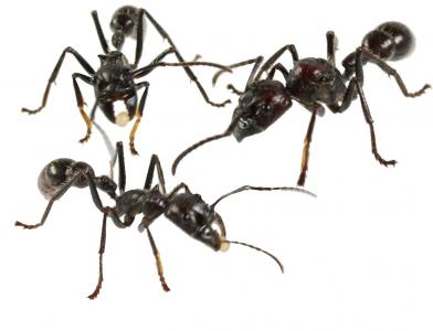 Fourmis Paraponera Clavata