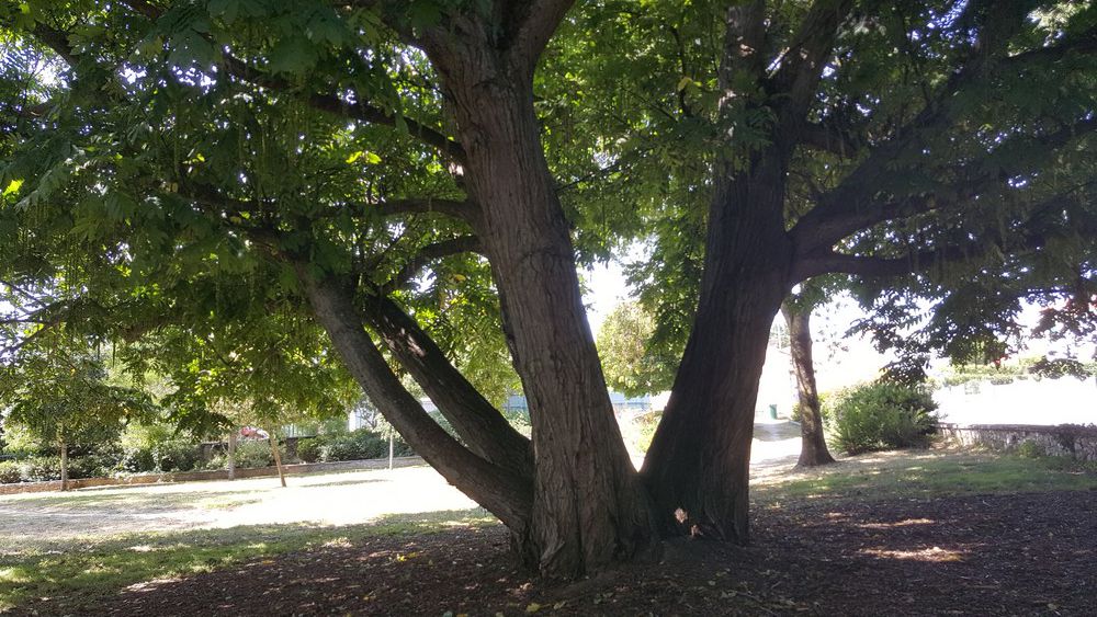 Le noyer du Caucase, du Parc des Sources, à La Rochelle...