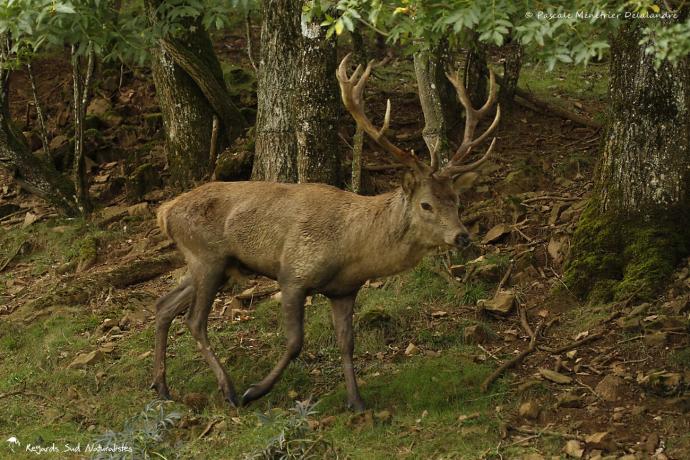 Cerf élaphe