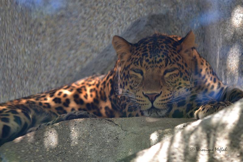 La ménagerie du Jardin des Plantes : Tao, Panthère de Chine 