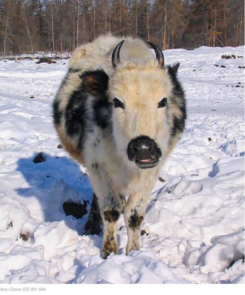 Vache iakoute belle pose !