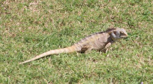 Dans les rues de Mahabalipuram