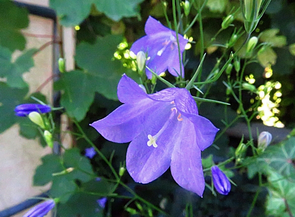 Les fleurs sauvages  résistent au réchauffement climatique et c'est tant mieux !