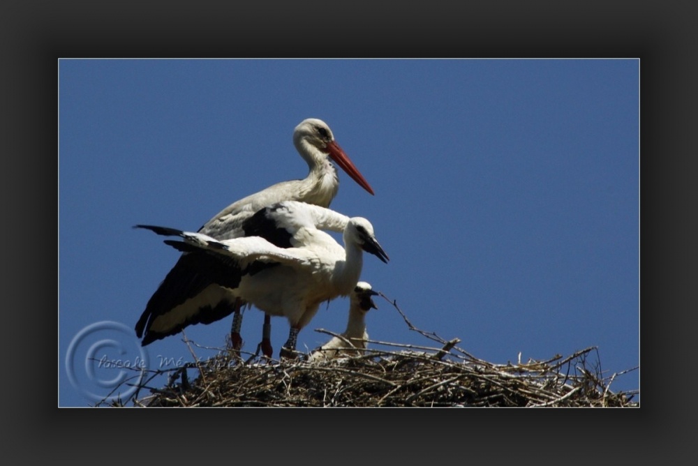 Essais d'ailes...