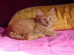 Canelle