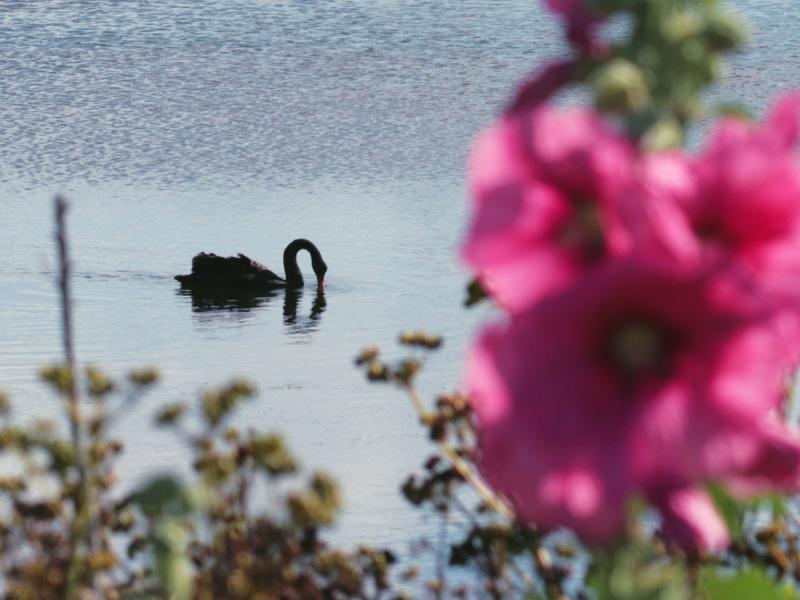 Le cygne noir et les roses trémières (Alcea rosea) - Ars-en-Ré - Ile de Ré - 17