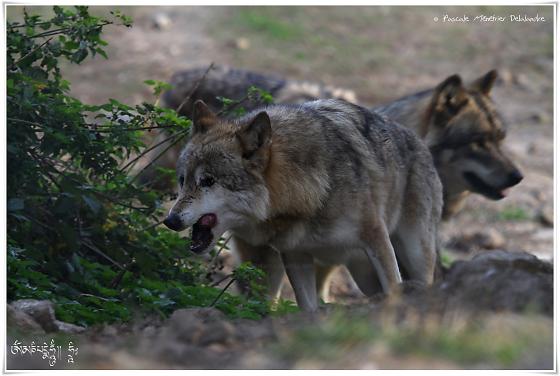 Loups de Sibérie (Canis lupus albus)
