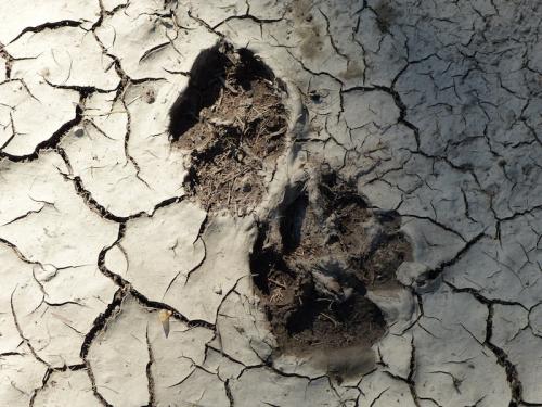 Le long de la Rouanne (Ancelle - Champsaur)