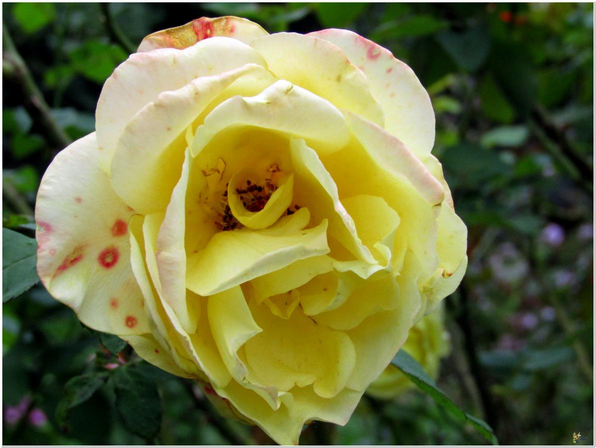 2024  LES ROSES DU JARDIN 
