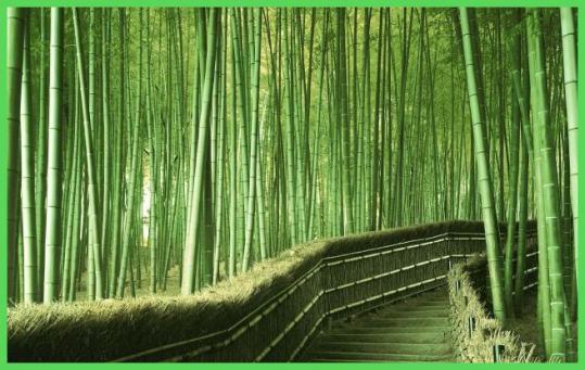 Beaux Arbres / Chemins.