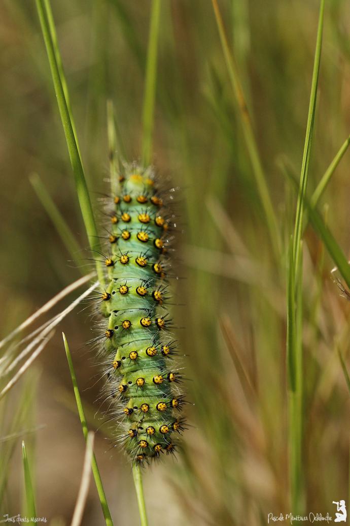 Chenille du Petit paon de nuit (Saturnia pavonia)