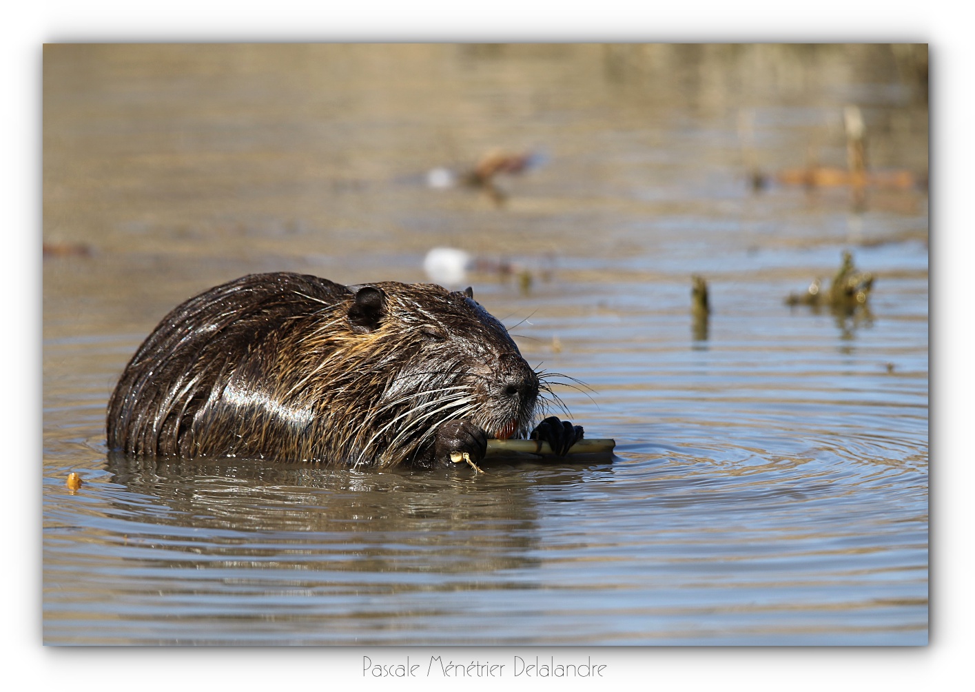 Instant repas d'un Ragondin (Myocastor coypus)