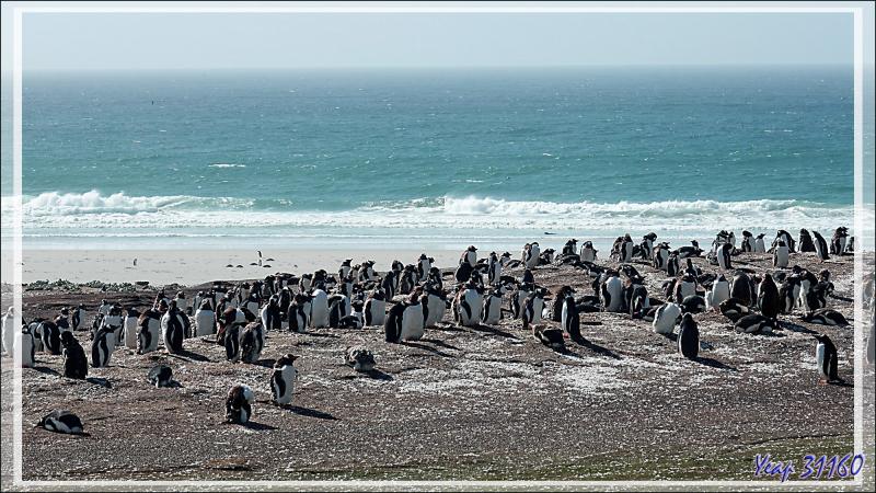 Les Manchots papous de la plage nord - The Neck (Le Cou) - Saunders Island - Falkland (Malvinas, Malouines) - Grande-Bretagne