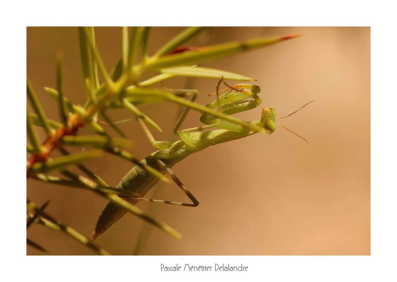 Mante religieuse forme verte immature - Mantis religiosa