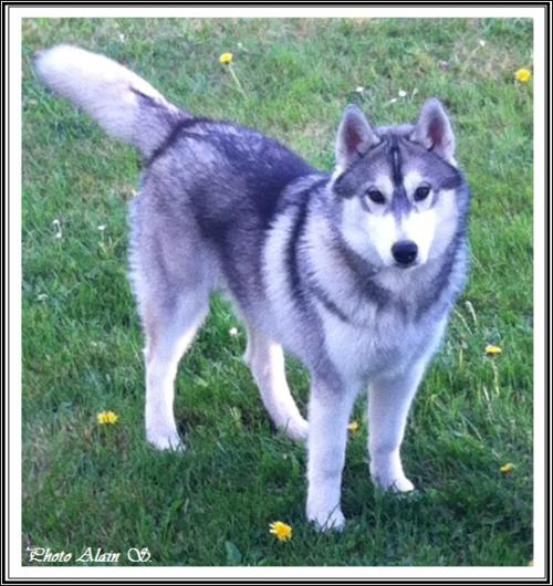 Irko (5,5 mois)