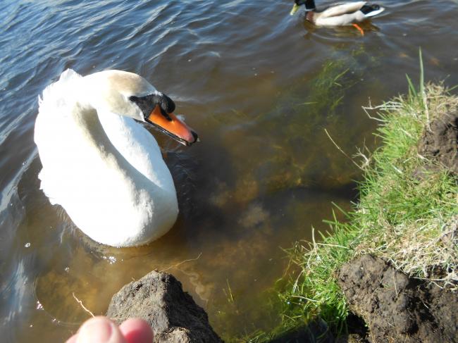 Comment apprivoiser un couple de cygnes !